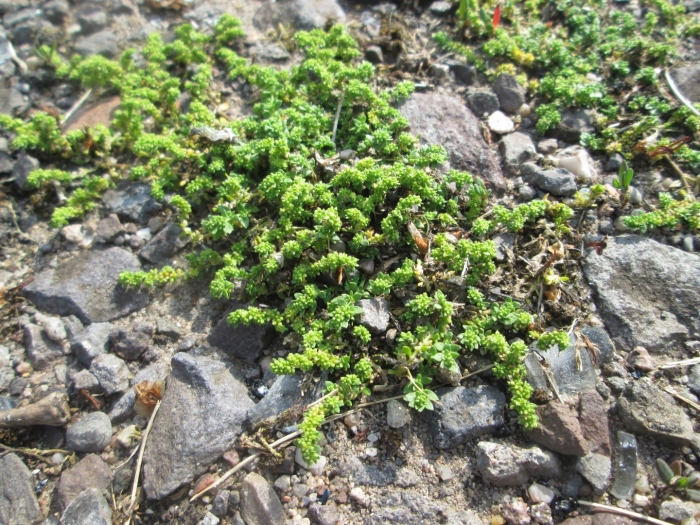 Грыжник (herniaria)