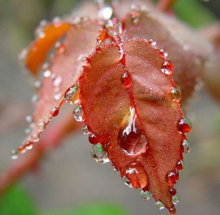 Капли дождя на листьях