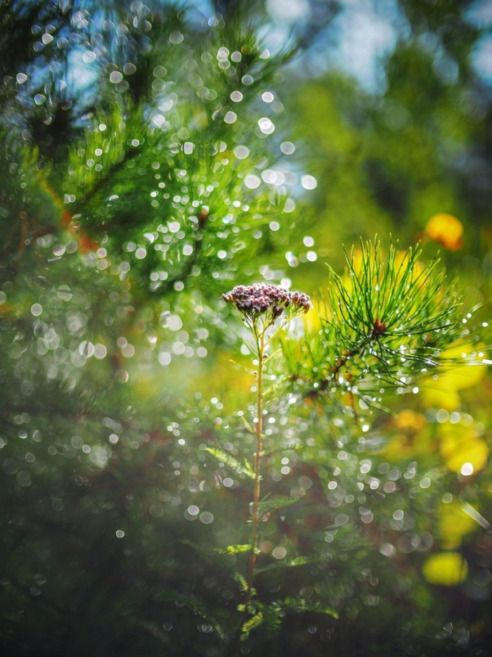 Летнее утро в лесу