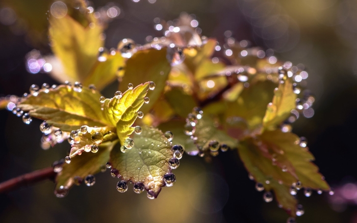 Капли воды на листьях