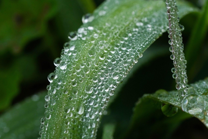 Роса на траве