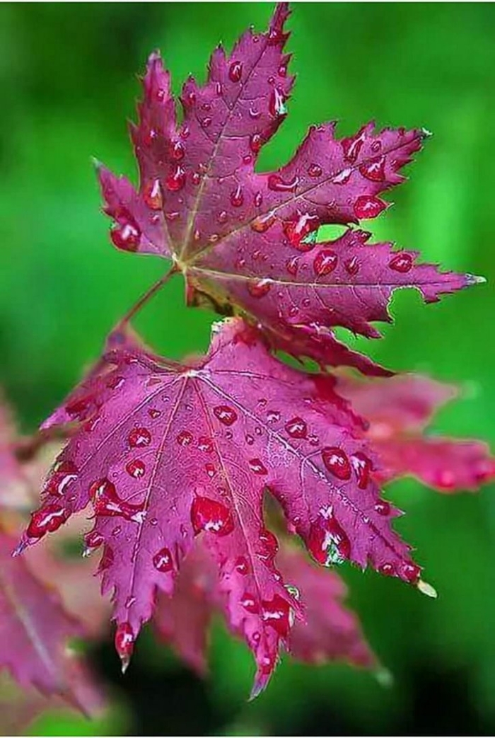 Клен acer palmatum atropurpureum