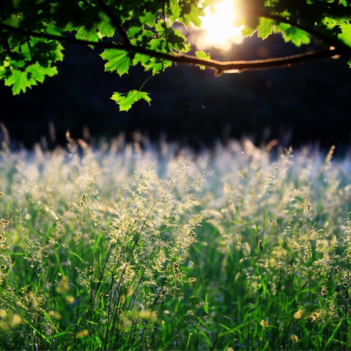 Природа зелень