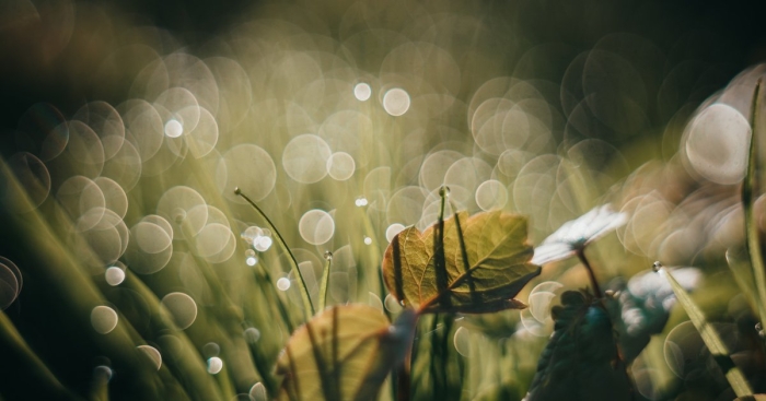 Роса утренняя