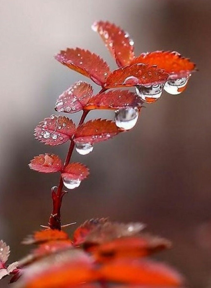 Капли осени