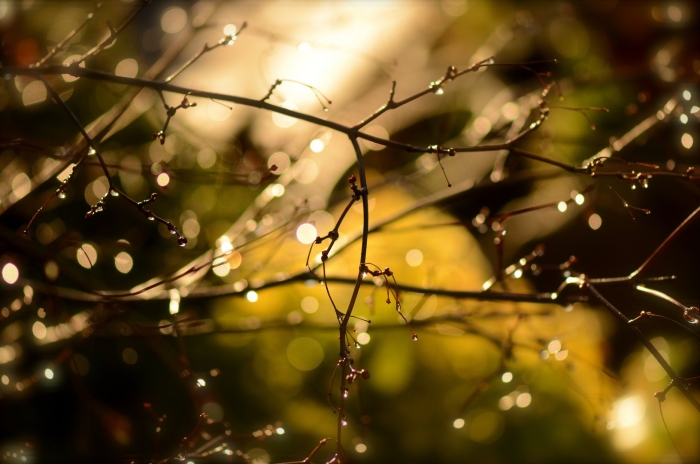 Дождь весна