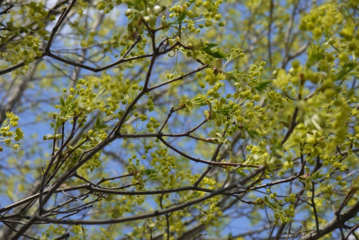 Клен остролистный цветение