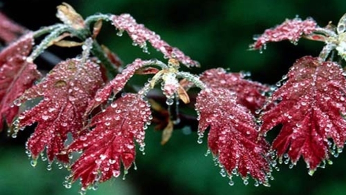 Иней на листьях