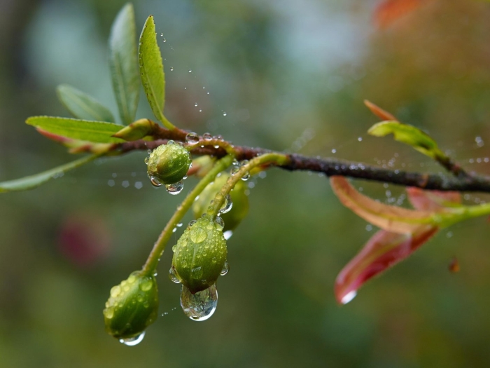 Весенние дожди