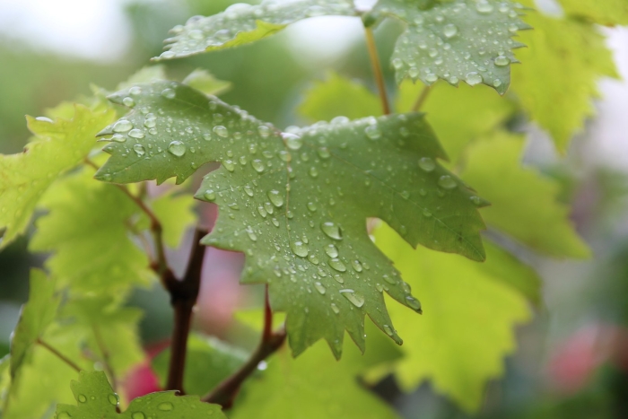 Лист винограда