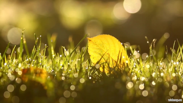 Трава осенняя