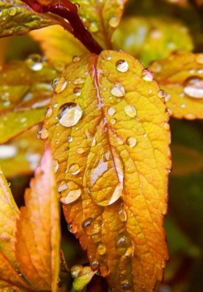 Осени листья