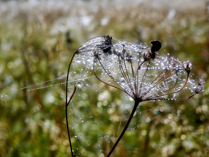 Утренняя роса