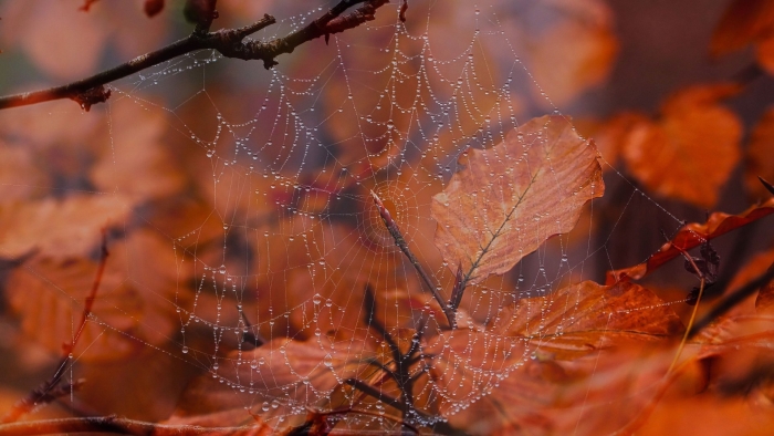 Осенняя паутина
