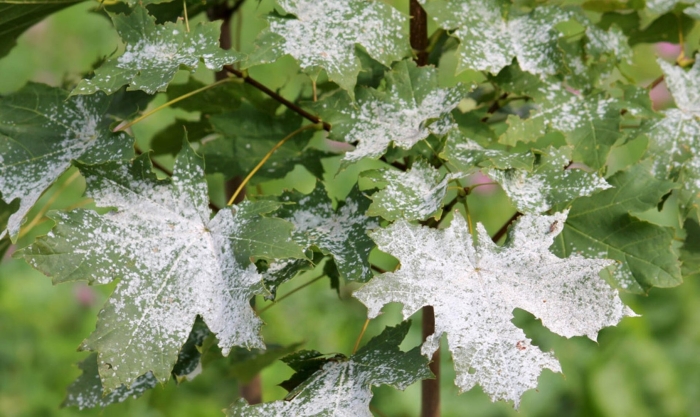 Мучнистая роса клена