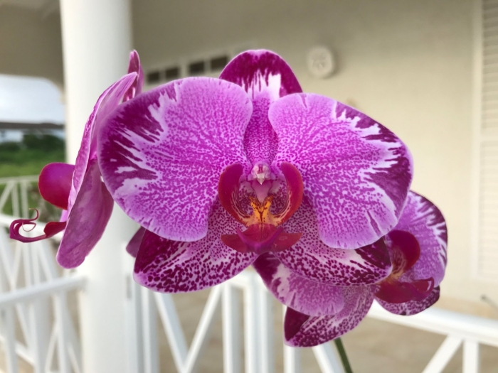 Фаленопсис anthura bordeaux