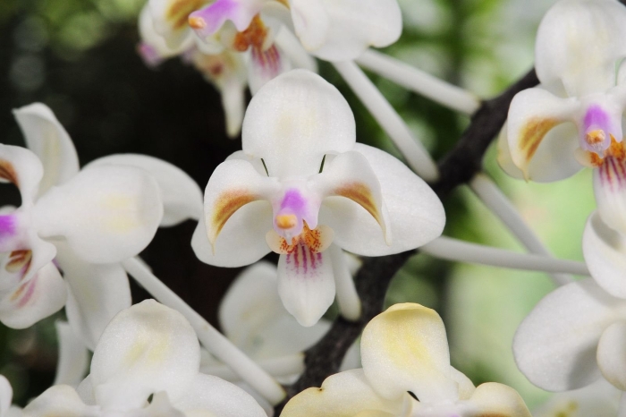 Фаленопсис целебенсис