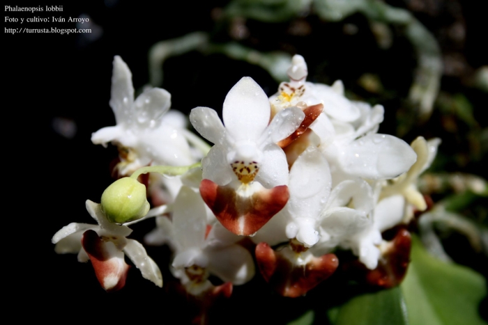 Фаленопсис lobbii