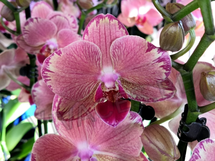 Пират пикоти орхидея