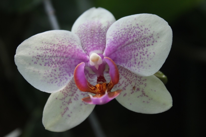 Фаленопсис phalaenopsis white & pink