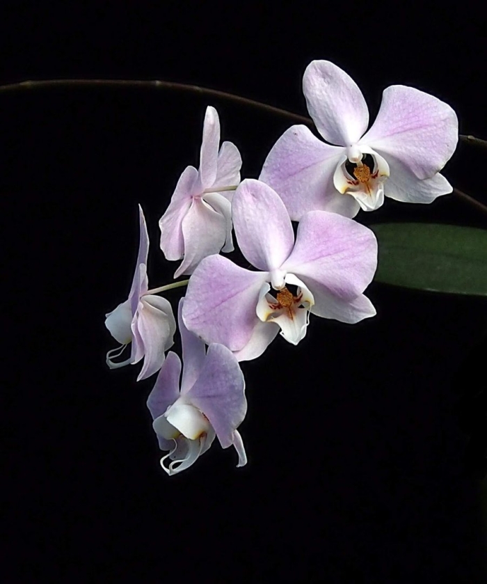 Фаленопсис philippinense