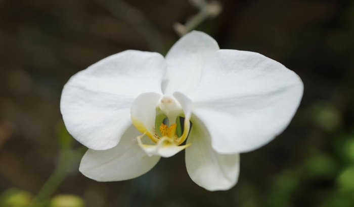 Фаленопсис гойя