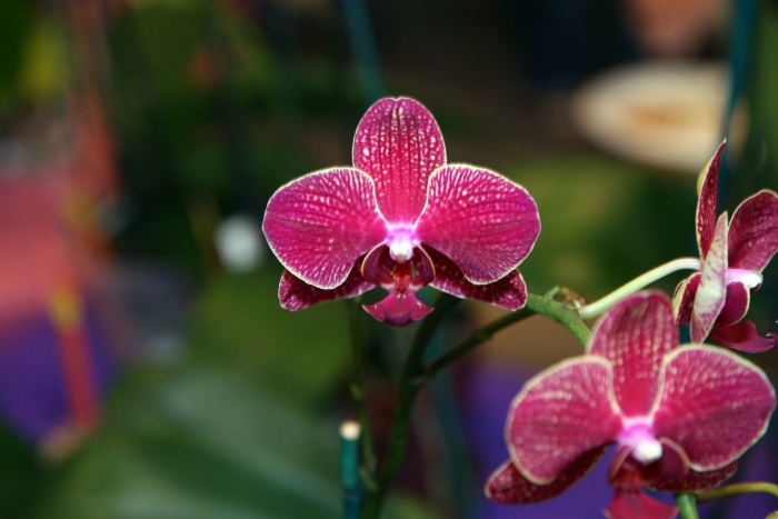 Орхидея phalaenopsis kimono