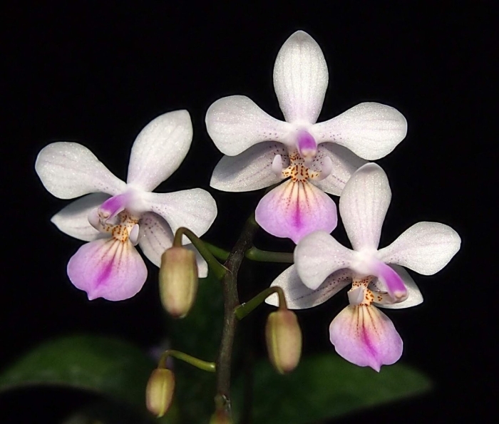 Фаленопсис линдени