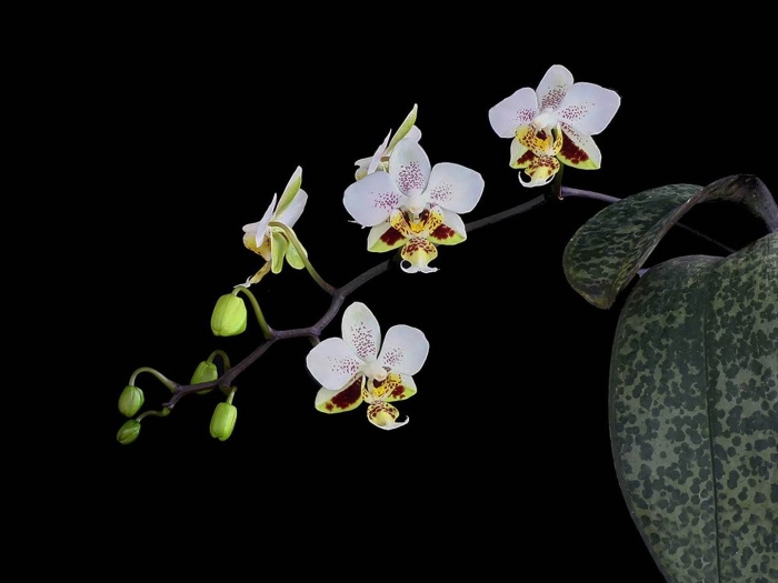 Фаленопсис stuartiana