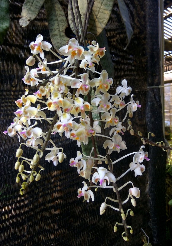 Phal. celebensis