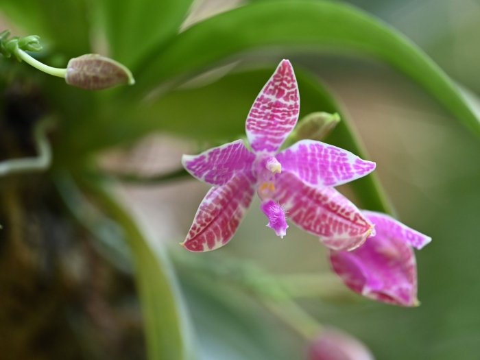 Phal. lueddemanniana