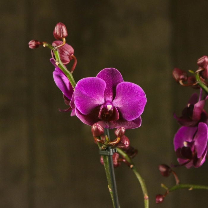 Орхидея фаленопсис каталина