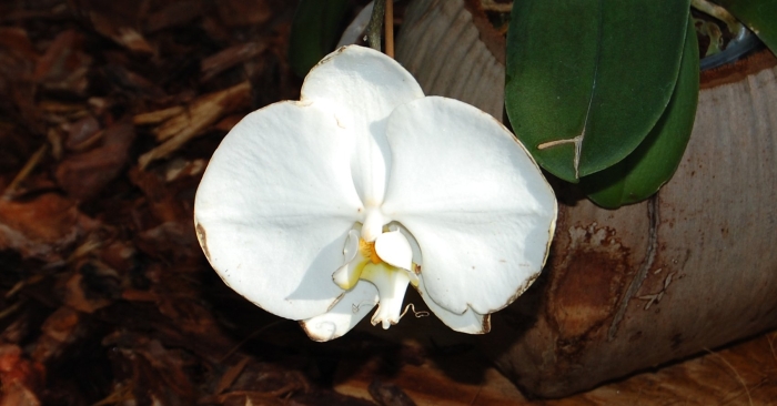 Орхидея королевская фаленопсис гигантелла