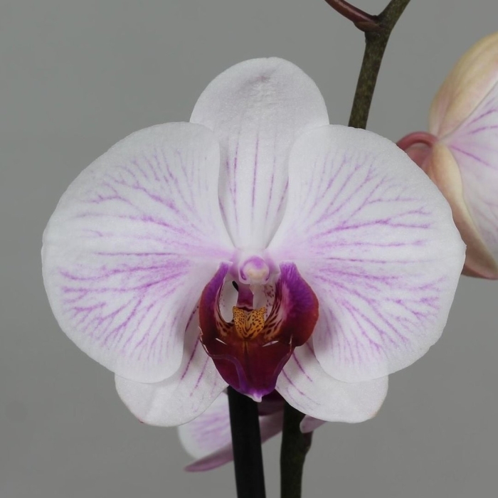 Фаленопсис  anthura pretoria