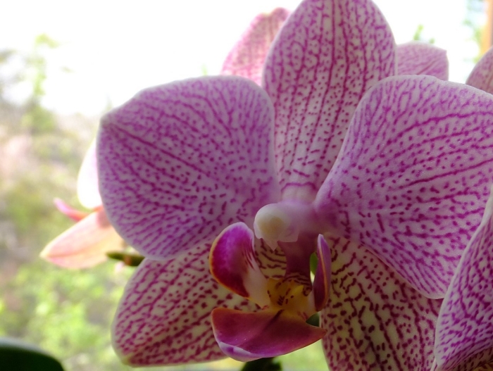 Орхидея phalaenopsis 'demi deroose'