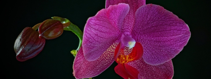 Орхидея фаленопсис фиолетовая