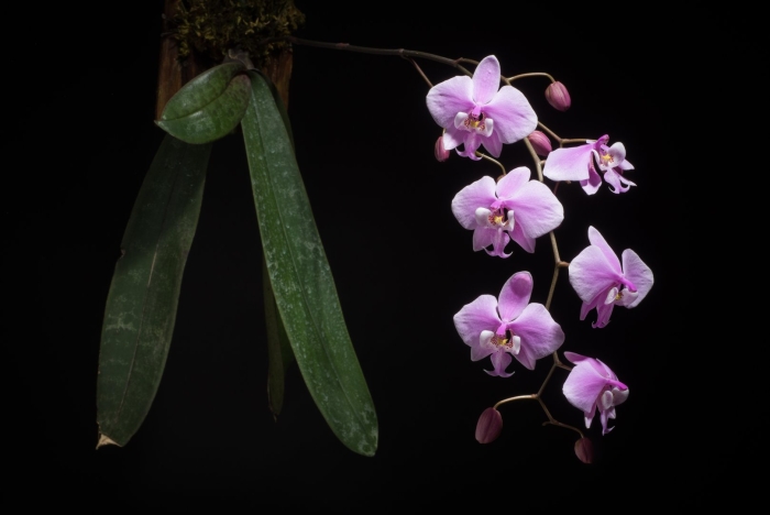 Фаленопсис шиллериана баттерфляй