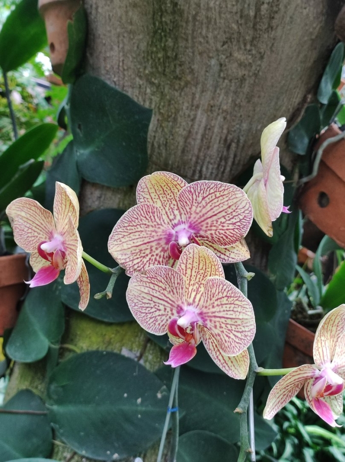 Фаленопсис torino