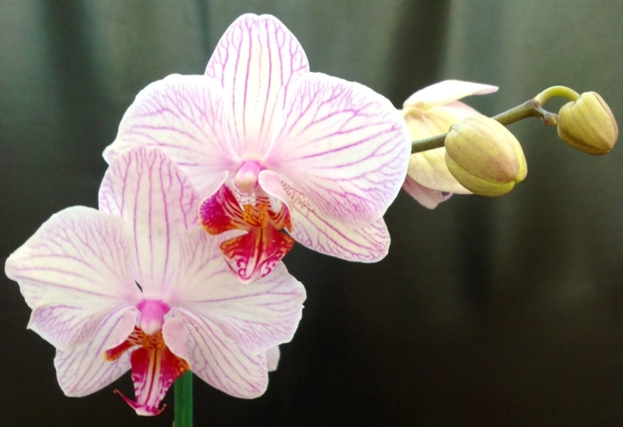 Фаленопсис пинк бии