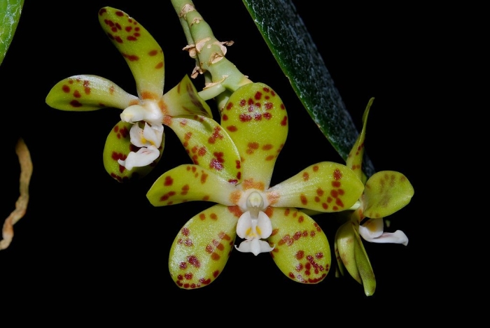 Phalaenopsis doweryensis