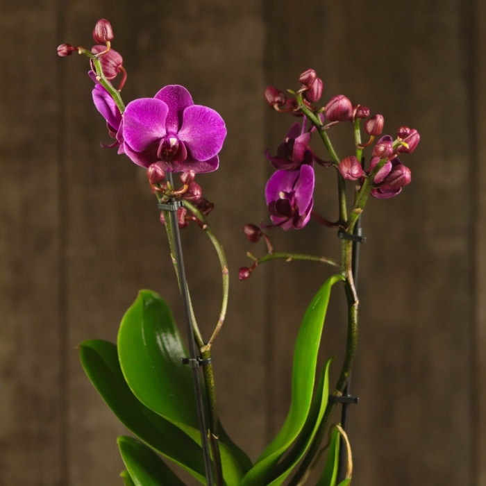 Орхидея фаленопсис гигант