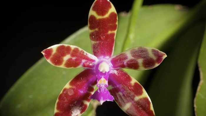 Phal. bastianii