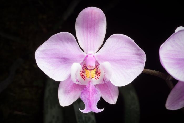 Phalaenopsis schilleriana