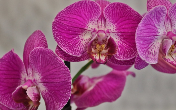 Орхидея phalaenopsis kellion