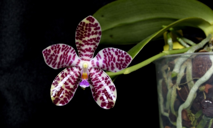 Фаленопсис гигантея