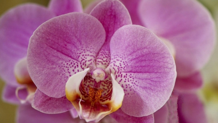 Фаленопсис agnes