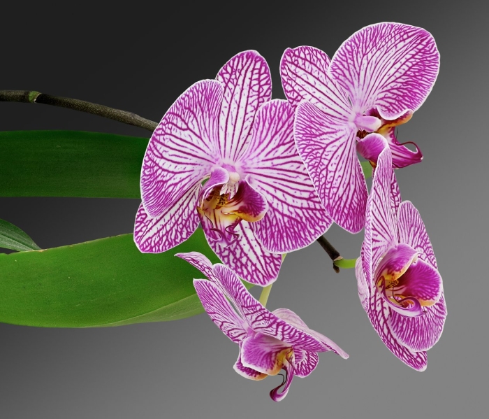 Пурпурная орхидея тигровая фаленопсис