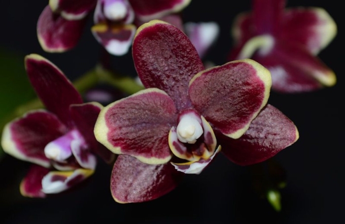 Фаленопсис эсме