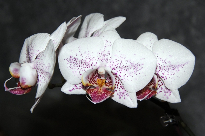 Фаленопсис astral