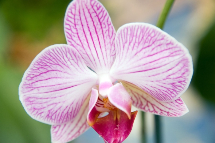 Фаленопсис индиана